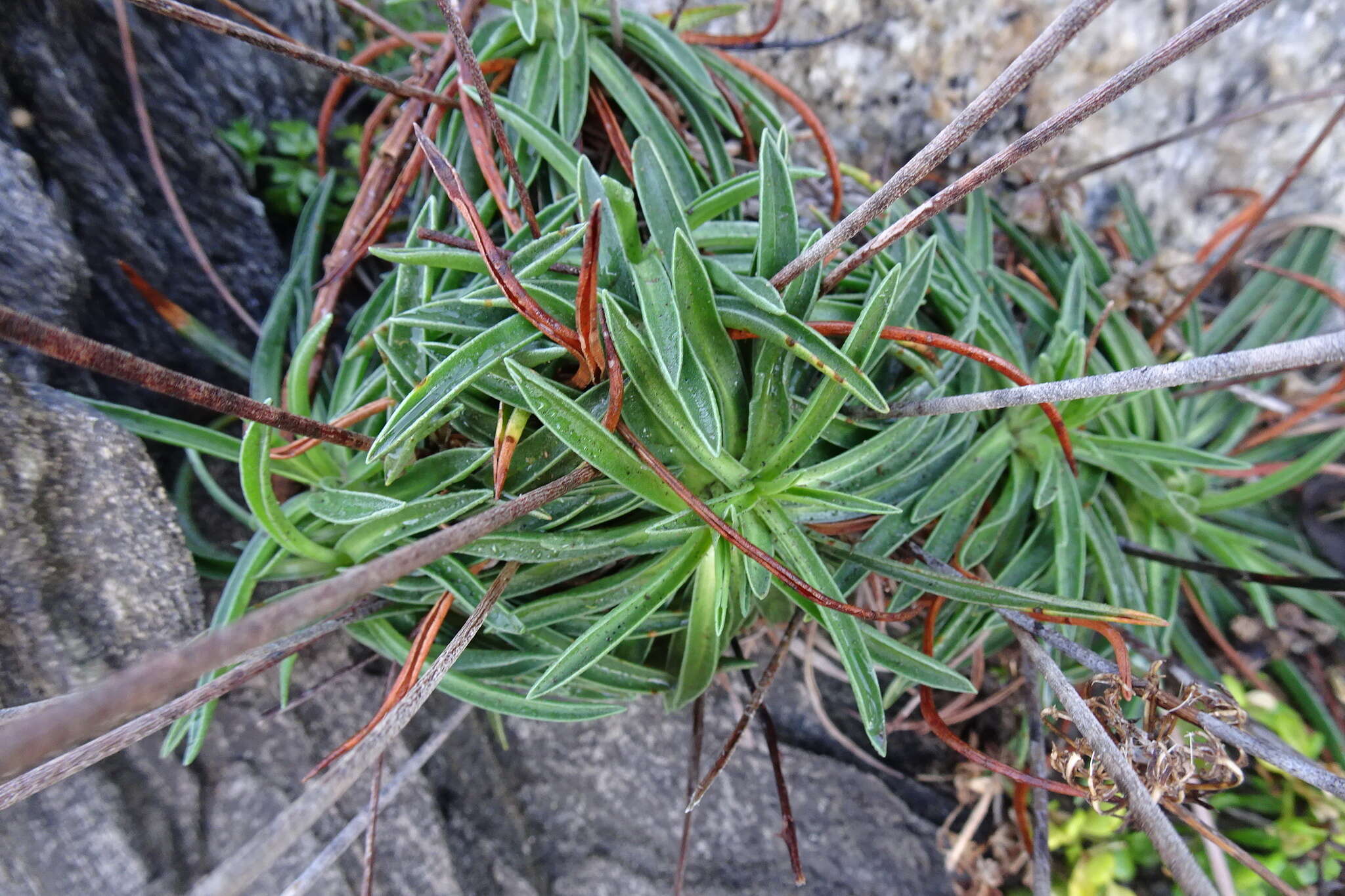 Plancia ëd Armeria ruscinonensis Girard