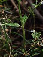 Image of Teucrium corymbosum R. Br.