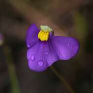 Image de Utricularia benthamii P. Taylor