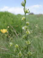 Image of flatspine stickseed