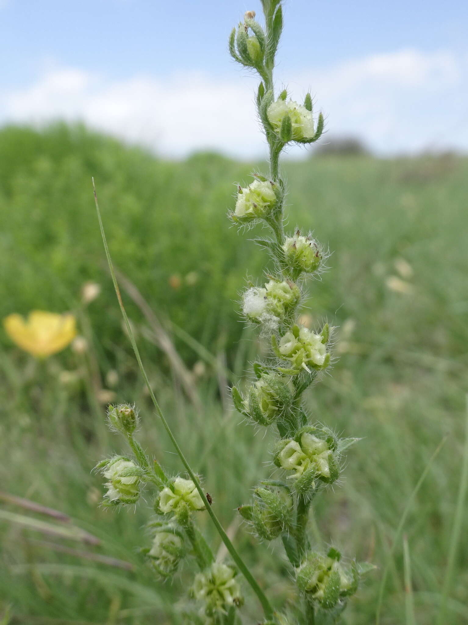 Image of flatspine stickseed