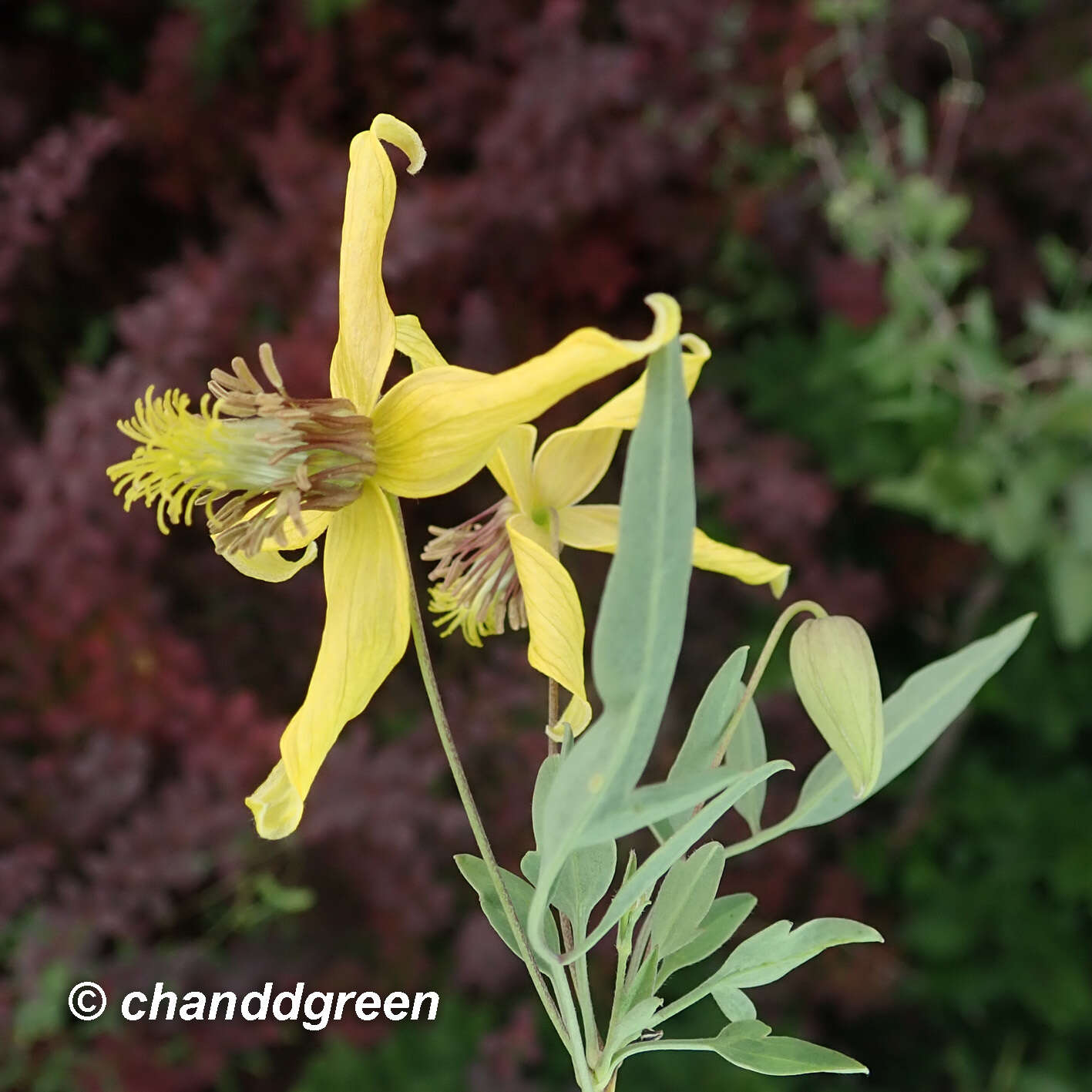 Image of Clematis intricata Bunge