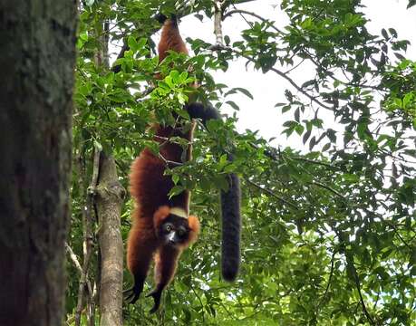 Image of Red Ruffed Lemur