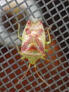 Image of Red-Cross Shield Bug