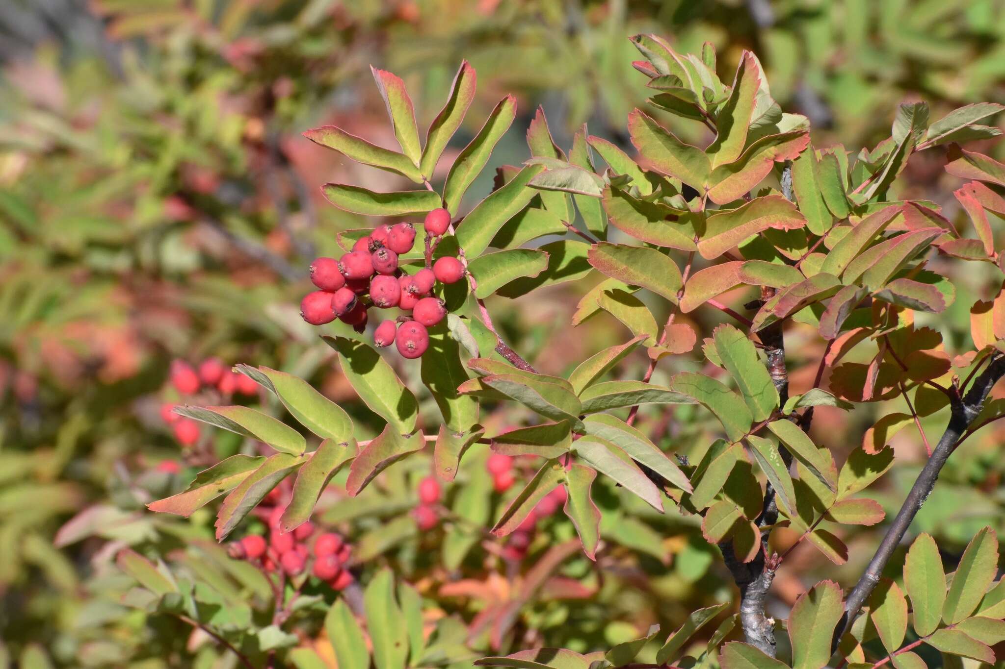 صورة Sorbus sitchensis var. grayi (Wenzig) C. L. Hitchc.