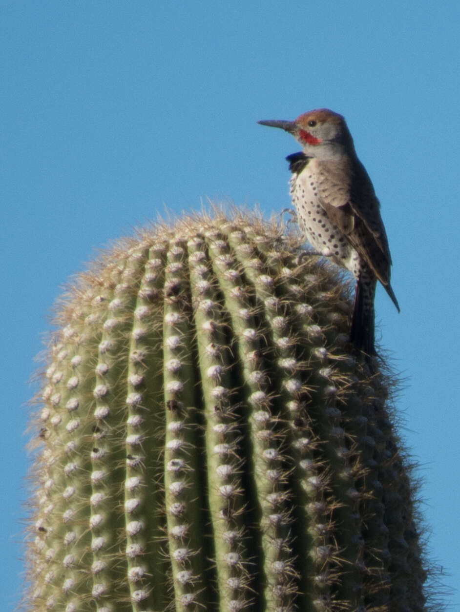 Image of Gilded Flicker