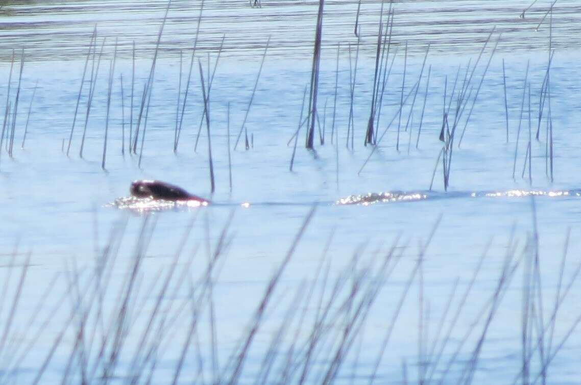 Image of La Plata Otter