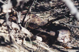 Image of Asiatic rock python