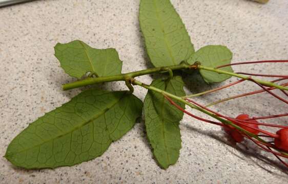 Imagem de Berberidopsis corallina Hook. fil.