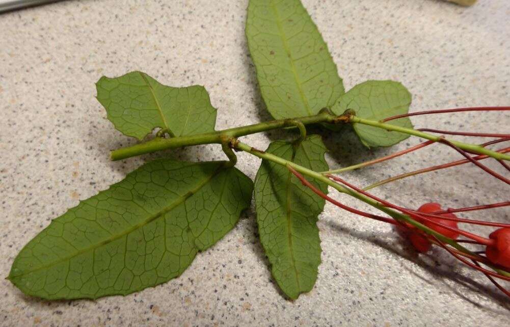 Plancia ëd Berberidopsis corallina Hook. fil.