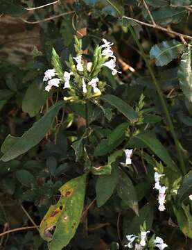 Image of White ribbon bush