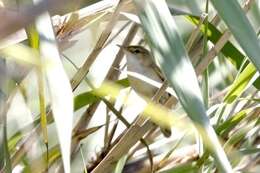 Image of Reed Warbler