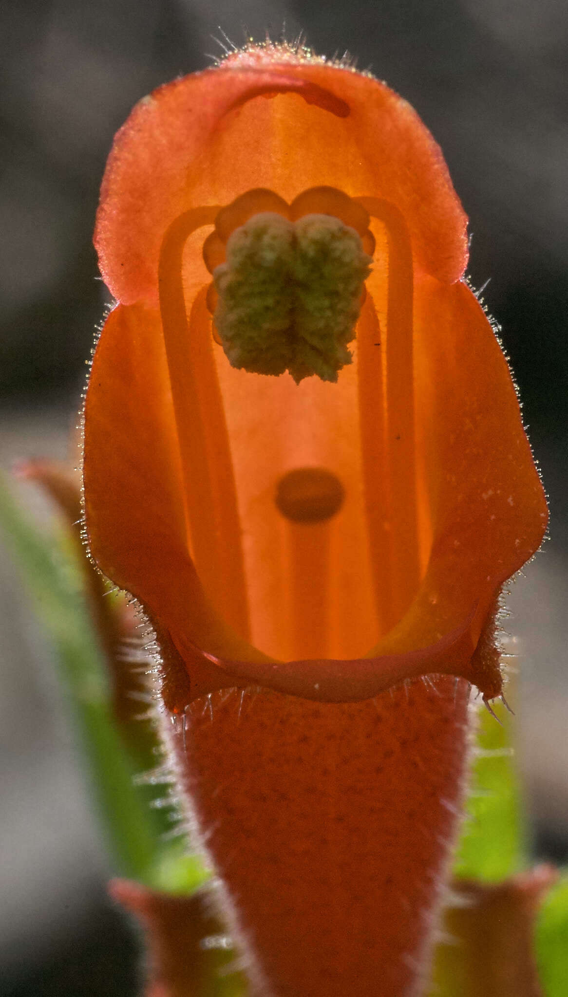 Image of Sinningia incarnata (Aubl.) Denham