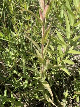 Image of Castilleja minor var. exilis (A. Nelson) J. M. Egger