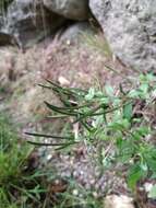 Image of pale willowherb