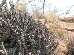 Imagem de Euphorbia aeruginosa Schweick.