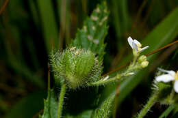 Sivun Caperonia linearifolia A. St.-Hil. kuva