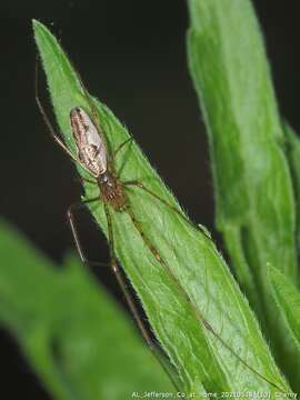 Image of Tetragnatha elongata Walckenaer 1841