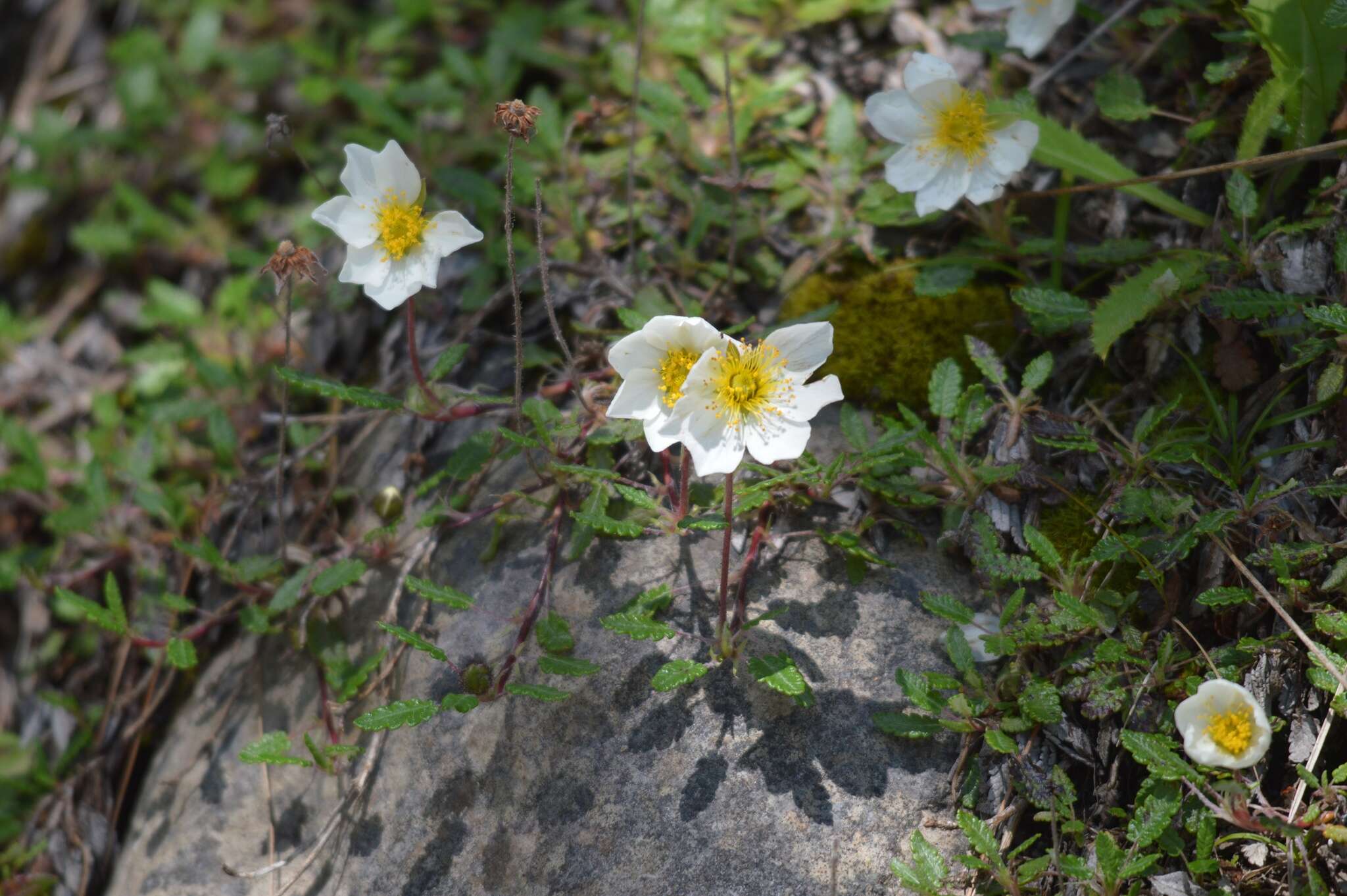 Image of eightpetal mountain-avens