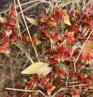 Imagem de Acalypha neomexicana Müll. Arg.