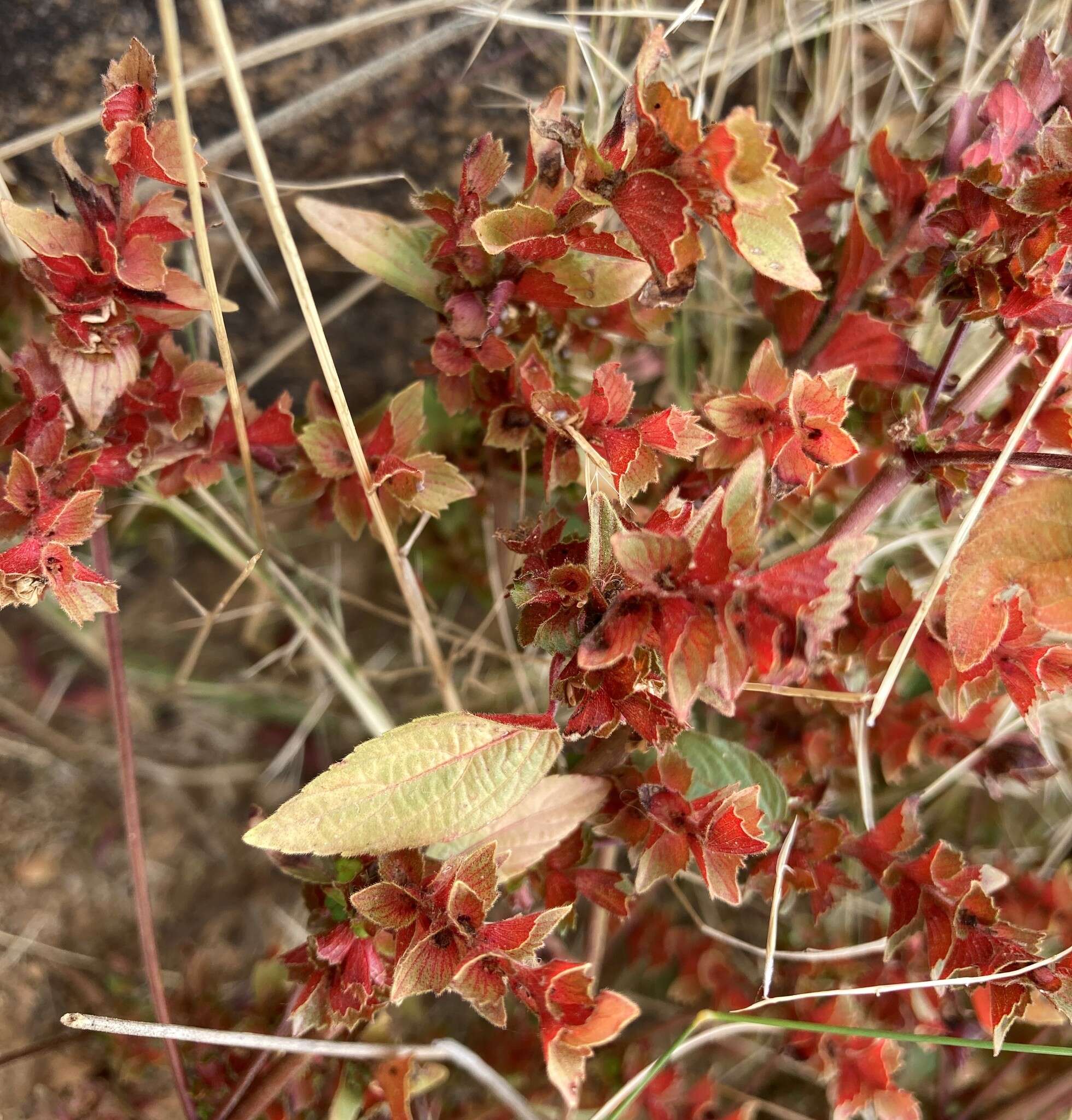 Imagem de Acalypha neomexicana Müll. Arg.