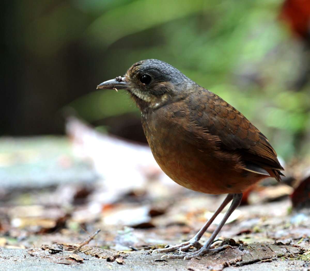 Image of Moustached Antpitta