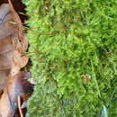 Image of homomallium moss