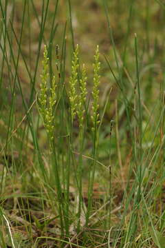 Image of Dark mignonette orchid