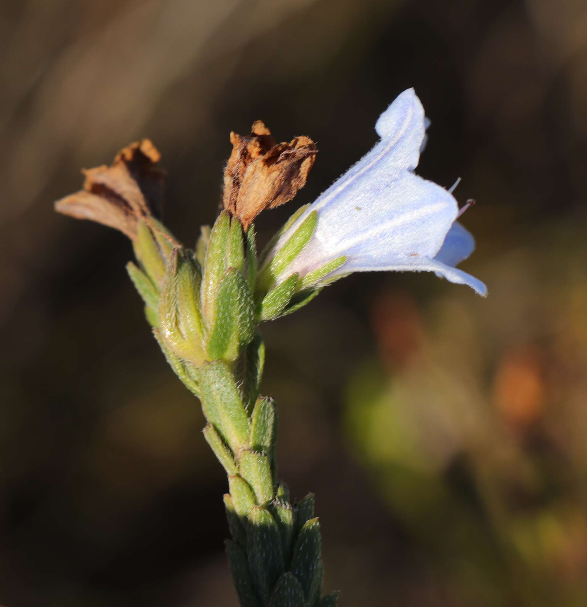 Image of Lobostemon trigonus (Thunb.) Buek