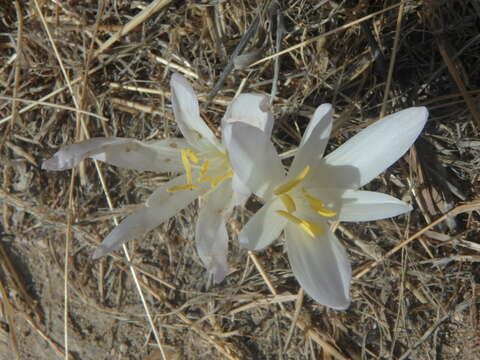 Слика од Colchicum troodi Kotschy