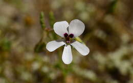 Image of Pelargonium senecioides L'Her.