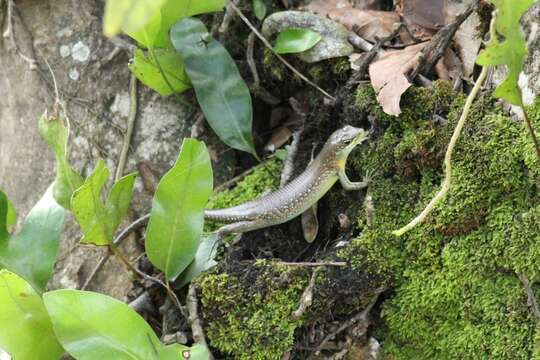 Image of Trachylepis maculilabris (Gray 1845)