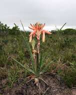 Plancia ëd Aloe micracantha Haw.