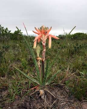 Слика од Aloe micracantha Haw.