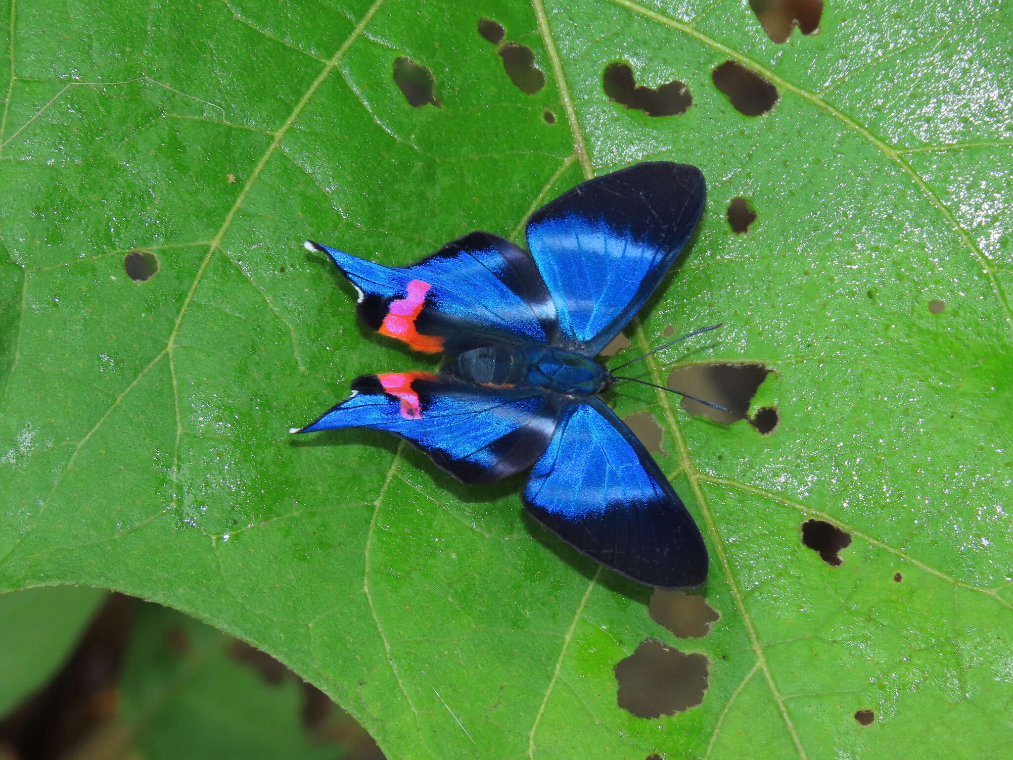 Image of Rhetus dysonii caligosus Stichel 1929