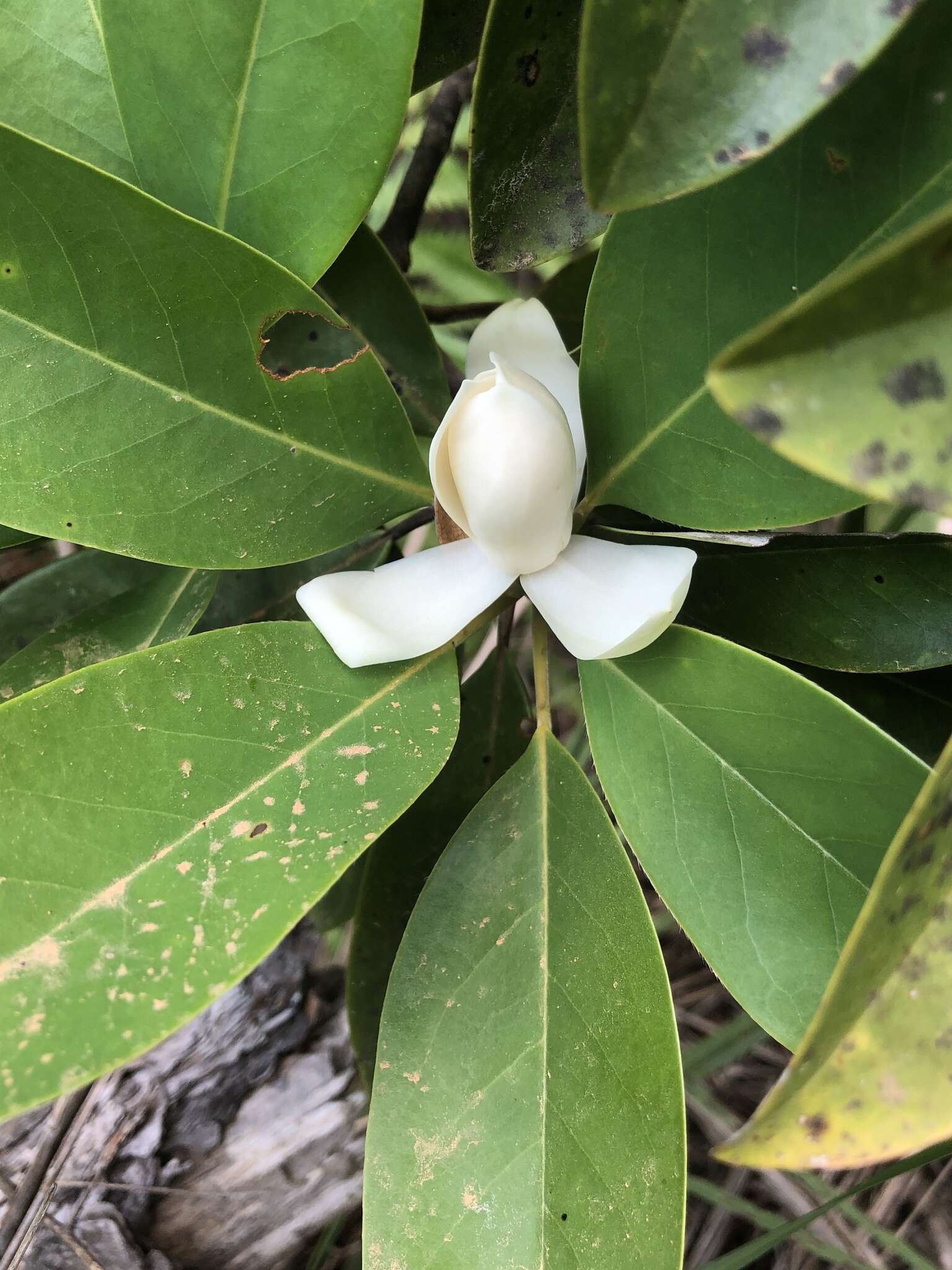 Image of Magnolia virginiana var. australis Sarg.