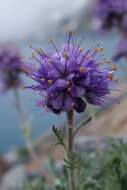 Image of silky phacelia