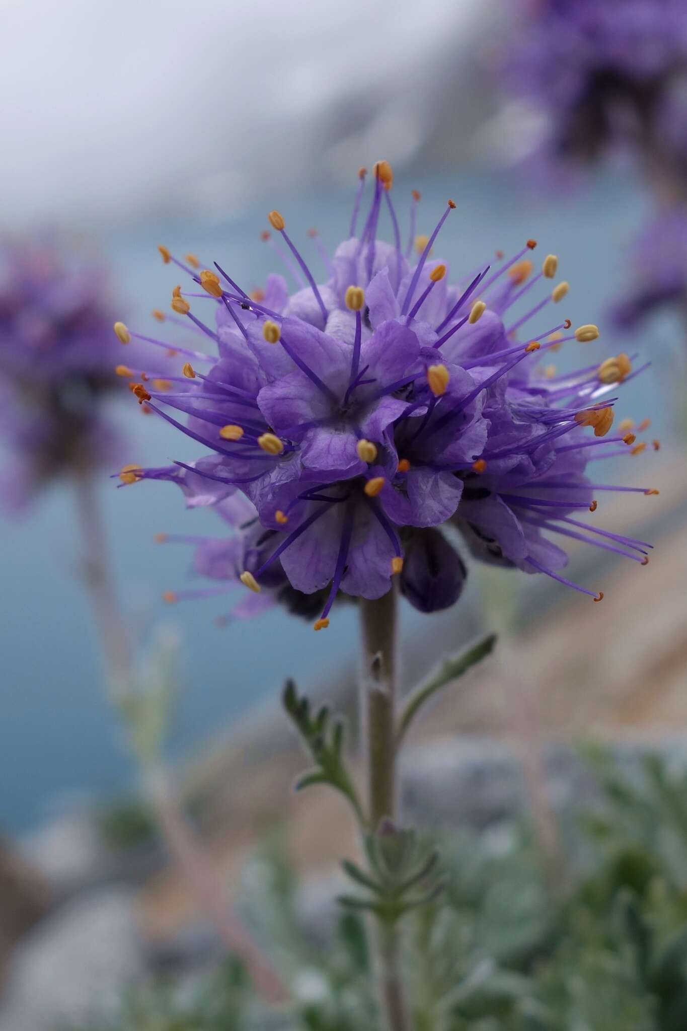 Image of silky phacelia