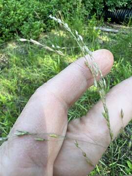 Imagem de Torreyochloa pallida (Torr.) Church