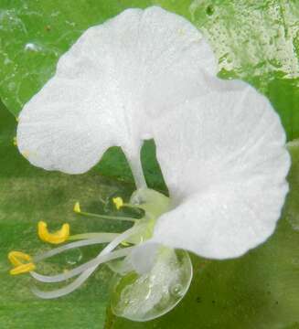 Image of whitemouth dayflower