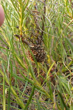 Image of Protea decurrens Phillips