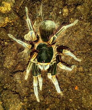 Image de Acanthoscurria simoensi Vol 2000