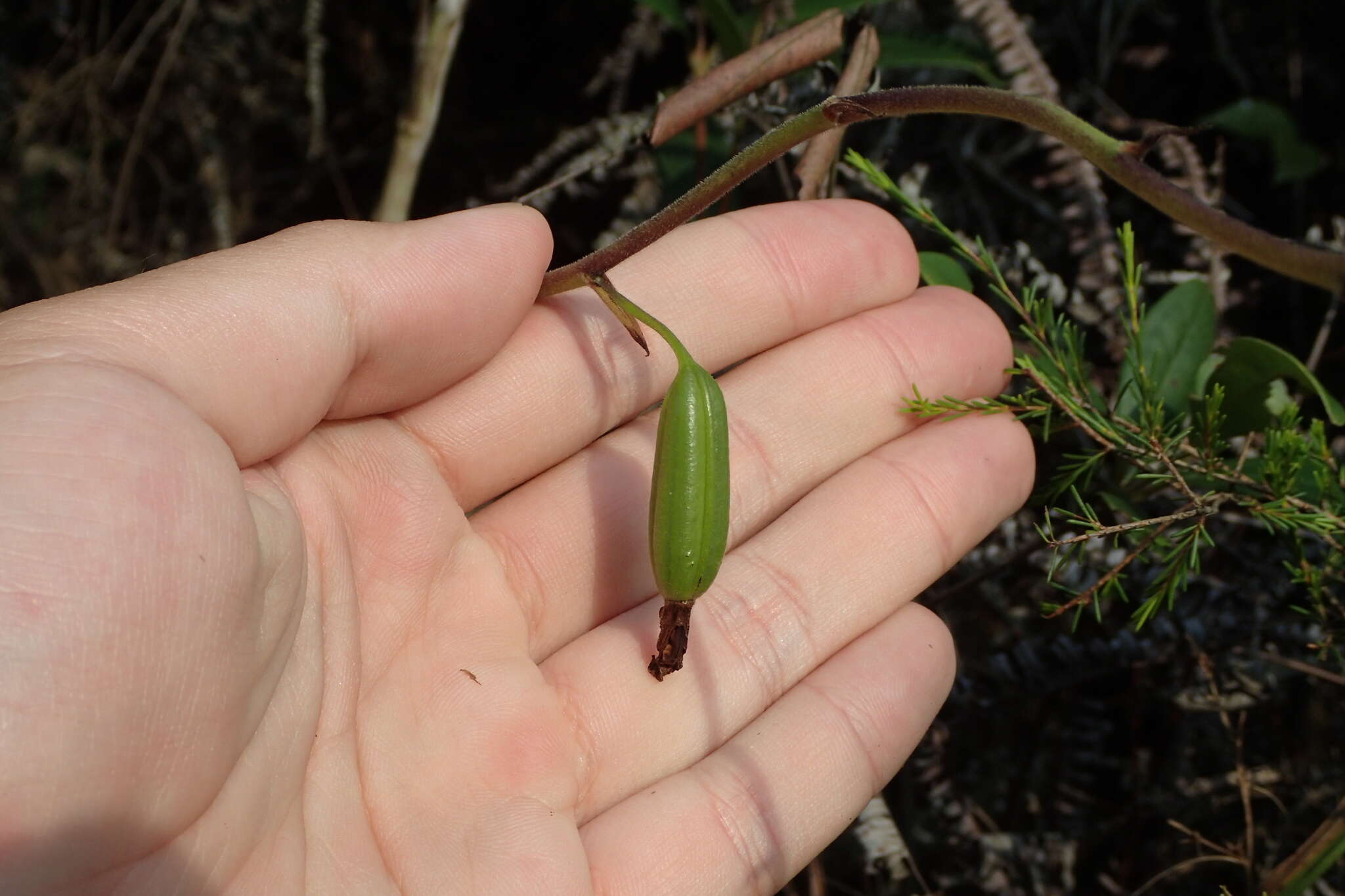 Imagem de Spathoglottis pubescens Lindl.