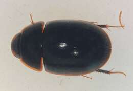 Image of Enochrus (Methydrus) cinctus (Say 1824)