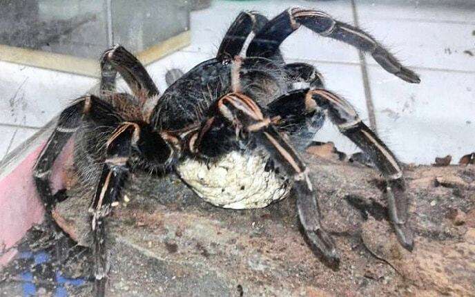 Image de Acanthoscurria simoensi Vol 2000