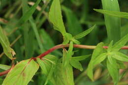 Image de Epilobium amurense subsp. cephalostigma (Haussknecht) C. J. Chen, P. C. Hoch & P. H. Raven