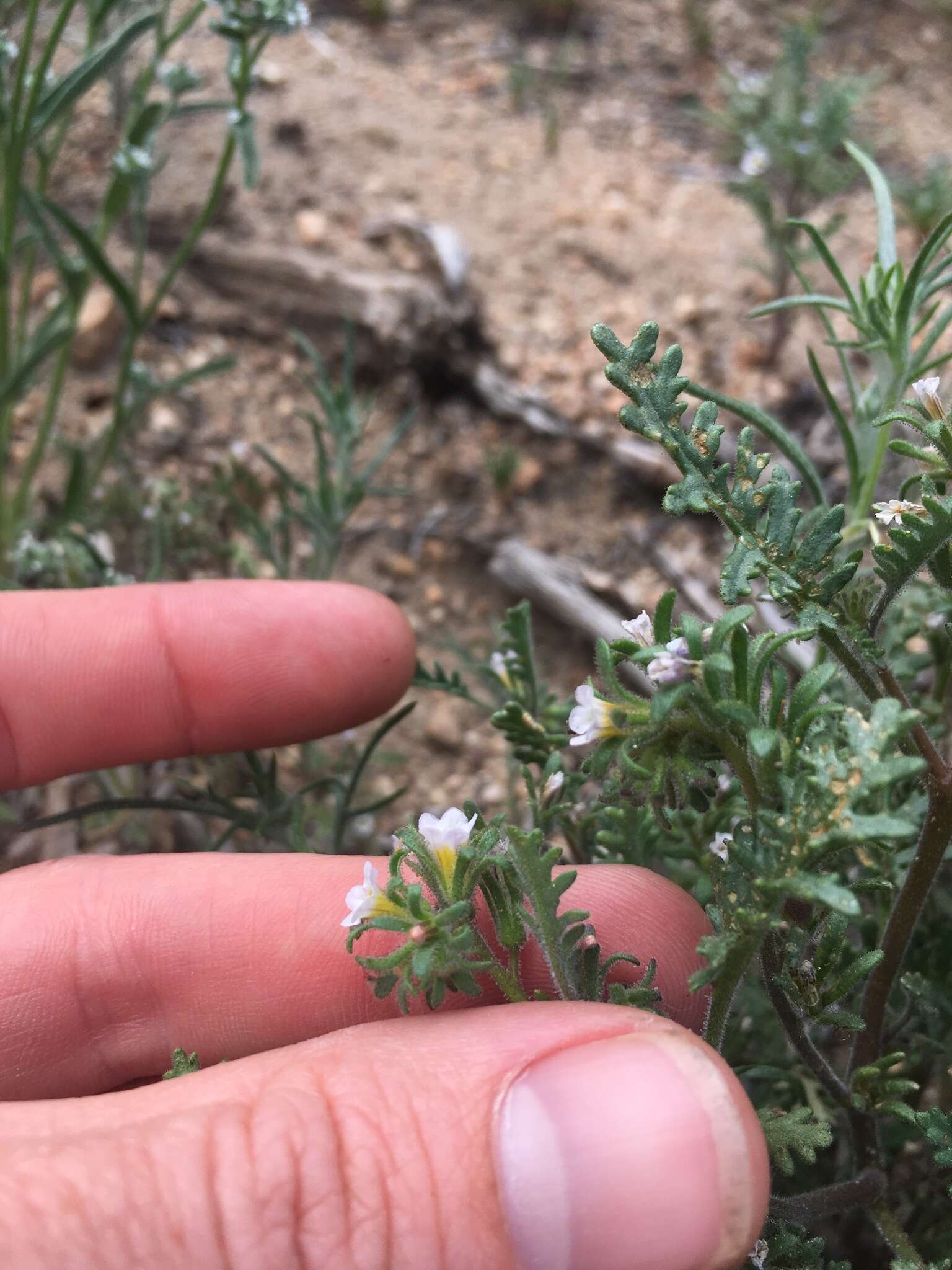 Image of sticky phacelia