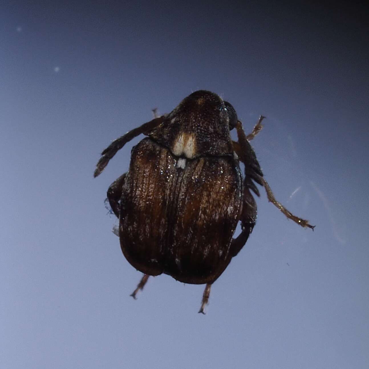 Image of Southern Cowpea Weevil