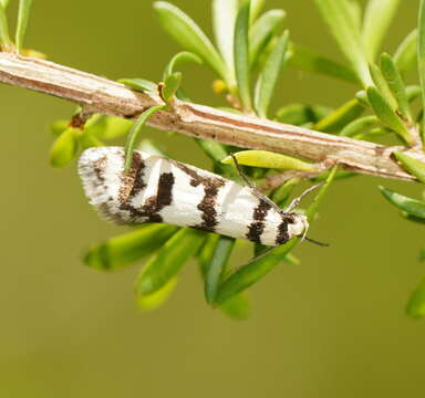 Image of Philobota impletella Walker 1869