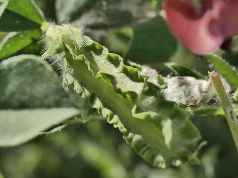 Image of Winged Pea